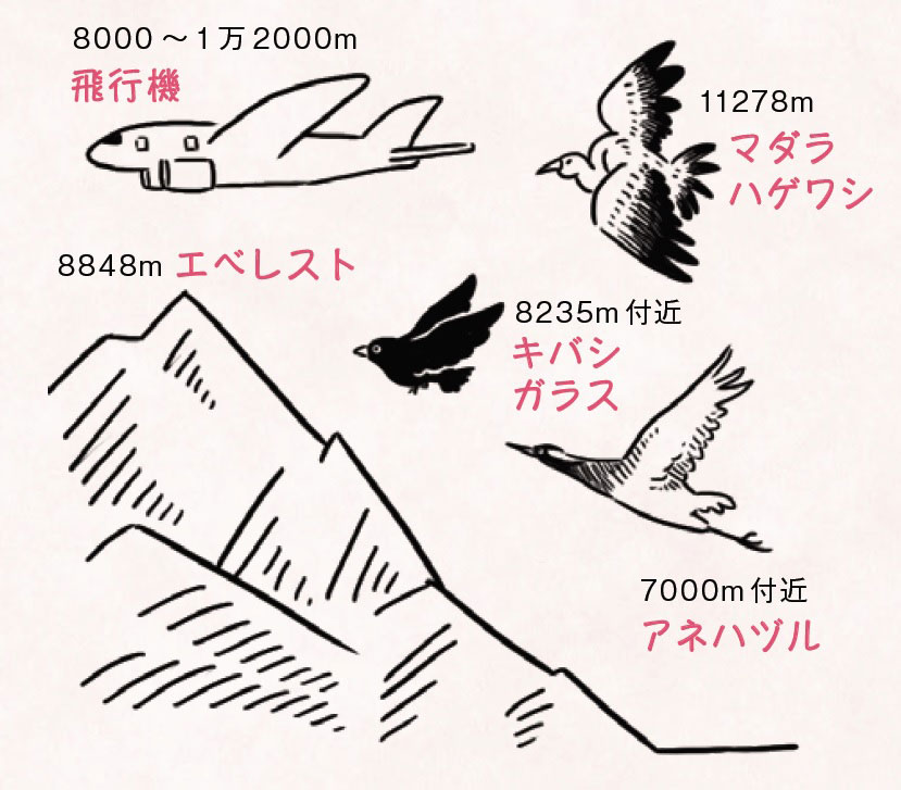 エベレスト山頂より高く飛ぶワシがいる 誰かに話したくなる鳥のトリビアまとめ Mitok ミトク