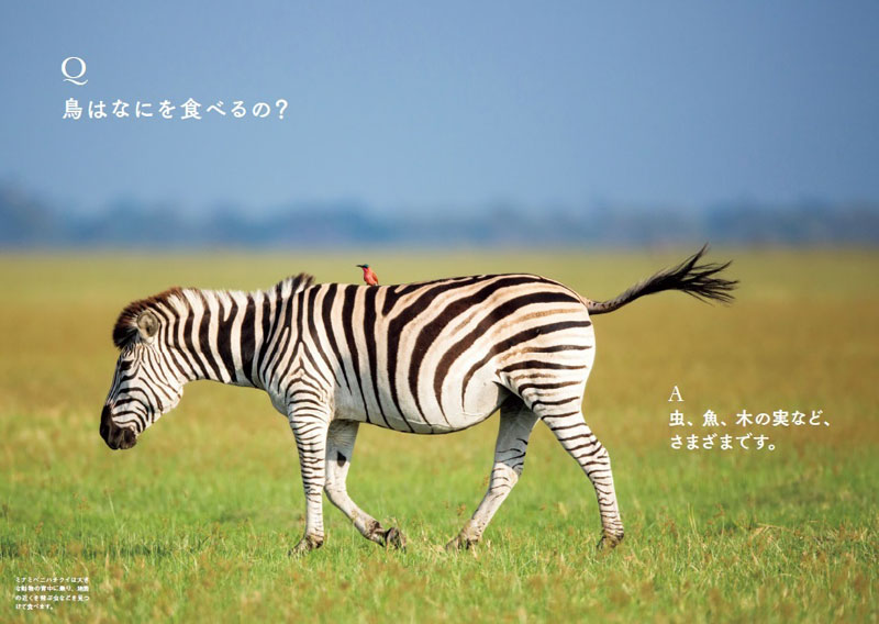 もこもこ身を寄せ合う鳥たちがかわいい 親子 恋人 ほっこりする姿をまとめてみた Mitok ミトク